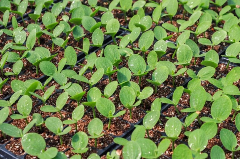 爱我连江，是跨行育苗、破解村民难题的初心；兴我连江，是引进良种、带领千万农户致富的担当。连江县融媒体中心供图