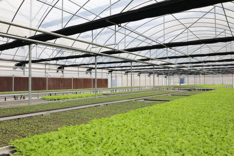 智能温室大棚内各类果蔬种苗青翠茁壮、长势喜人。连江县融媒体中心供图