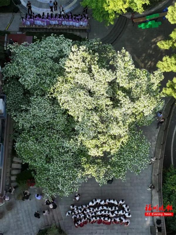 清风穿林，轻絮漫舞，将校园晕染成诗意盎然的画卷。记者 叶诚 摄