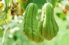 閩侯的甜，藏在煙火里，漫過閩江，甜透歲月