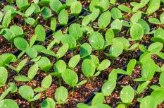 一株種苗，兩代接力！連江“育苗掌門人”讓良種遍地生花