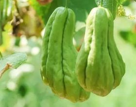 闽侯的甜，藏在烟火里，漫过闽江，甜透岁月