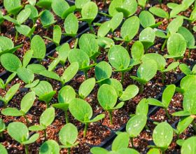 一株种苗，两代接力！连江“育苗掌门人”让良种遍地生花