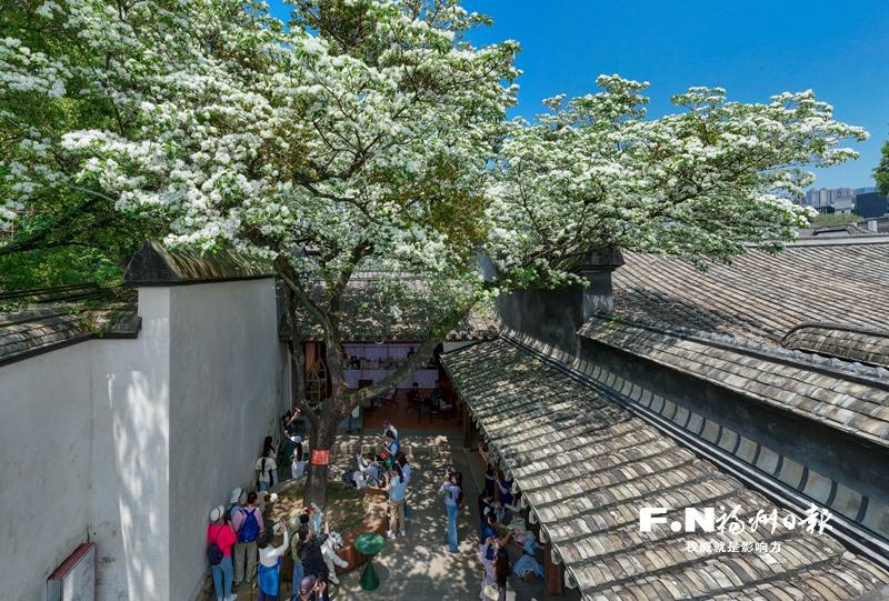 2026年坊巷流苏花会举办 新文创空间解锁古厝游新玩法