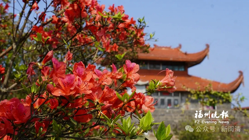 闽清大湖仙云端花海杜鹃红