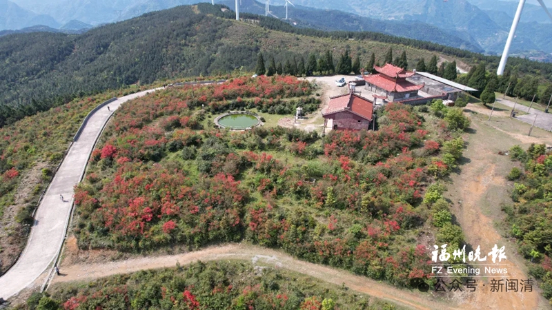 闽清大湖仙云端花海杜鹃红