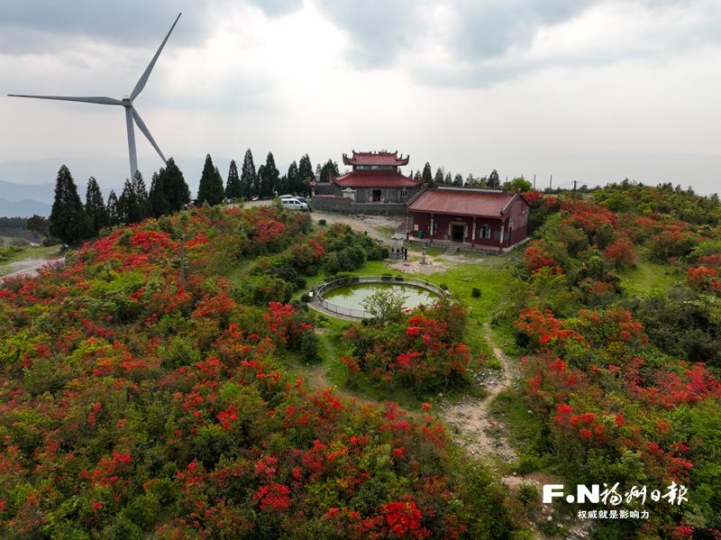 闽清大湖仙风电场野生杜鹃花盛开 闽清大湖仙风电场野生杜鹃花盛开
