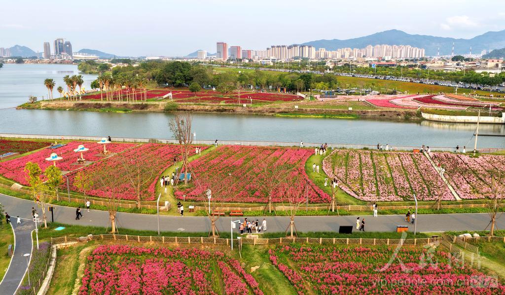 连日来，漳州高新区龙江岁月园区内，数百亩金鱼草迎来盛花期。