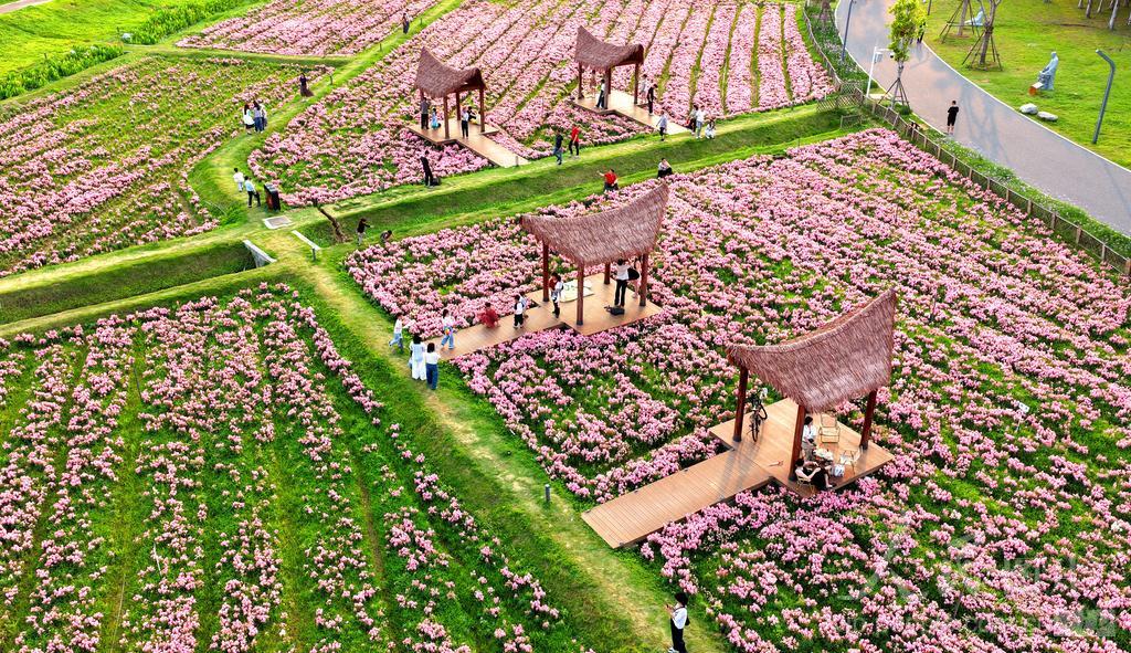 游客在福建漳州高新区龙江岁月园区踏青赏花。