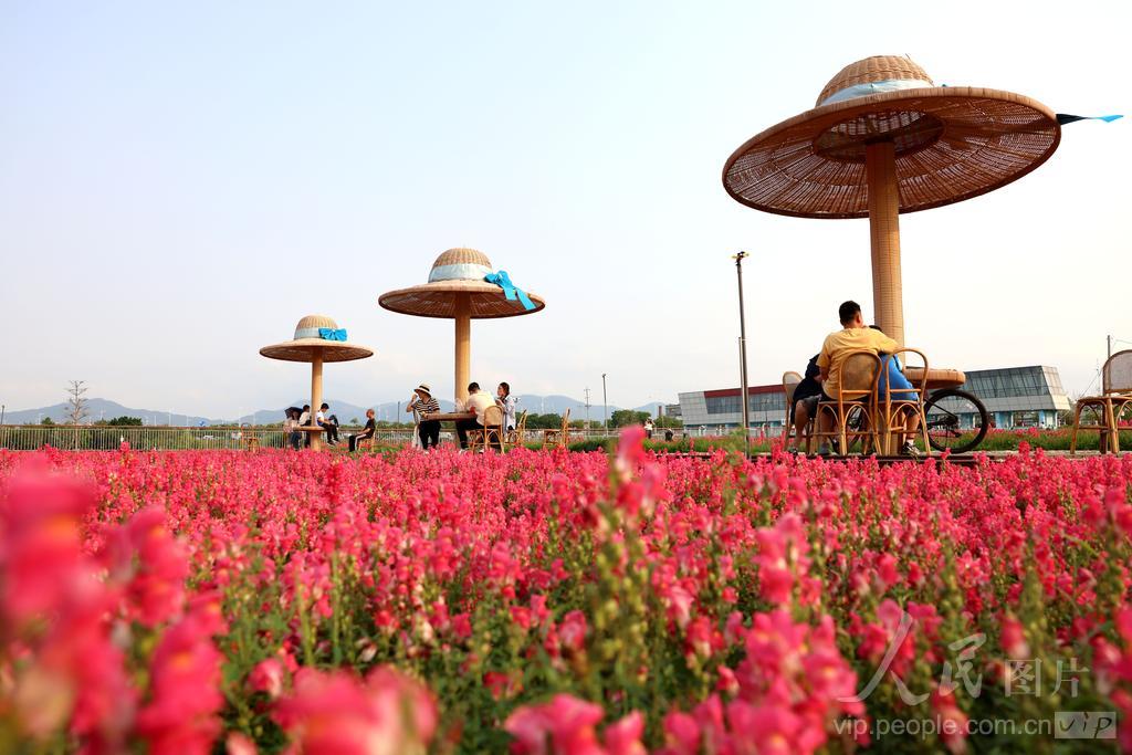 游客在福建漳州高新区龙江岁月园区踏青赏花。