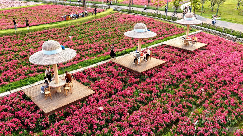 游客在福建漳州高新区龙江岁月园区踏青赏花。