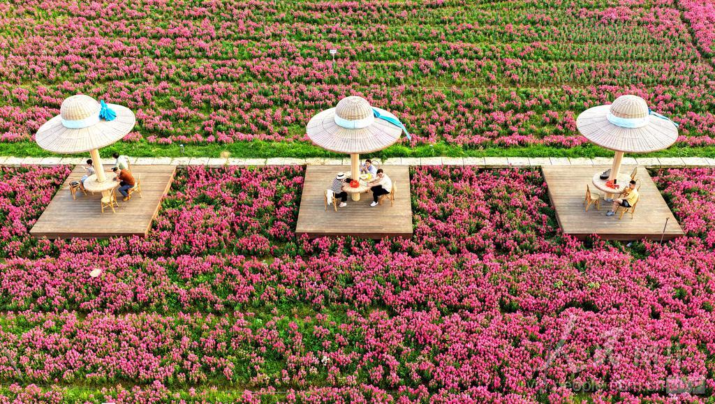 游客在福建漳州高新区龙江岁月园区踏青赏花。