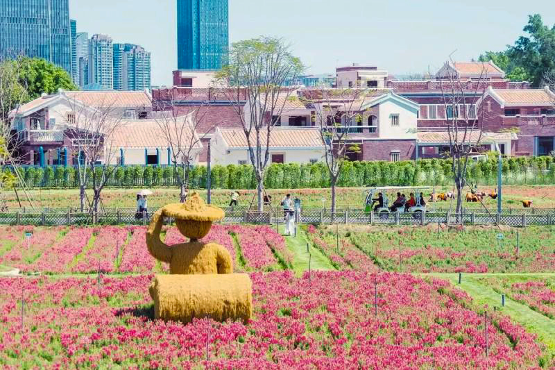 连日来，漳州高新区龙江岁月园区内，数百亩金鱼草迎来盛花期。