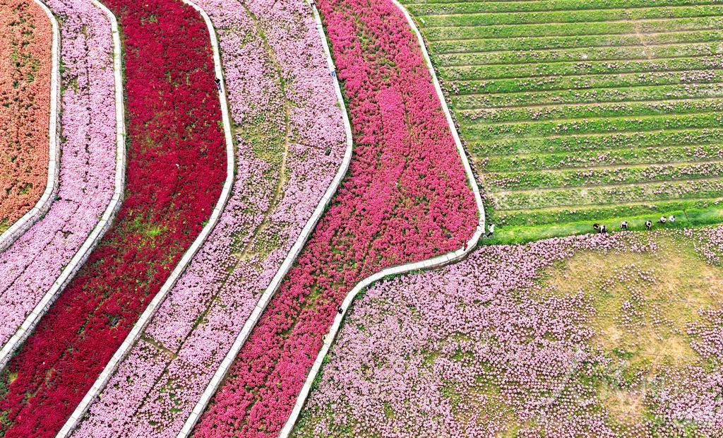 连日来，漳州高新区龙江岁月园区内，数百亩金鱼草迎来盛花期。