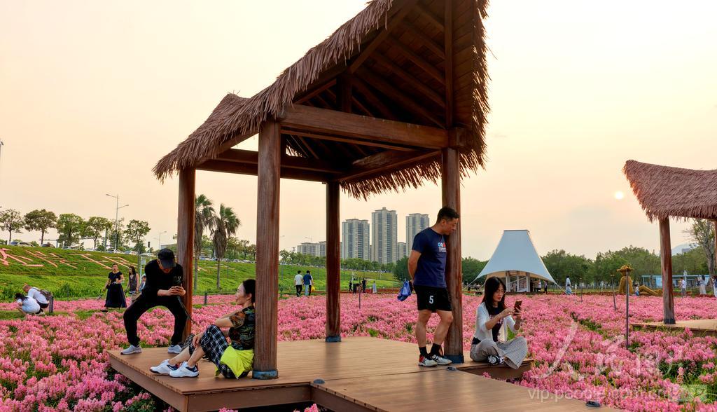 游客在福建漳州高新区龙江岁月园区踏青赏花。