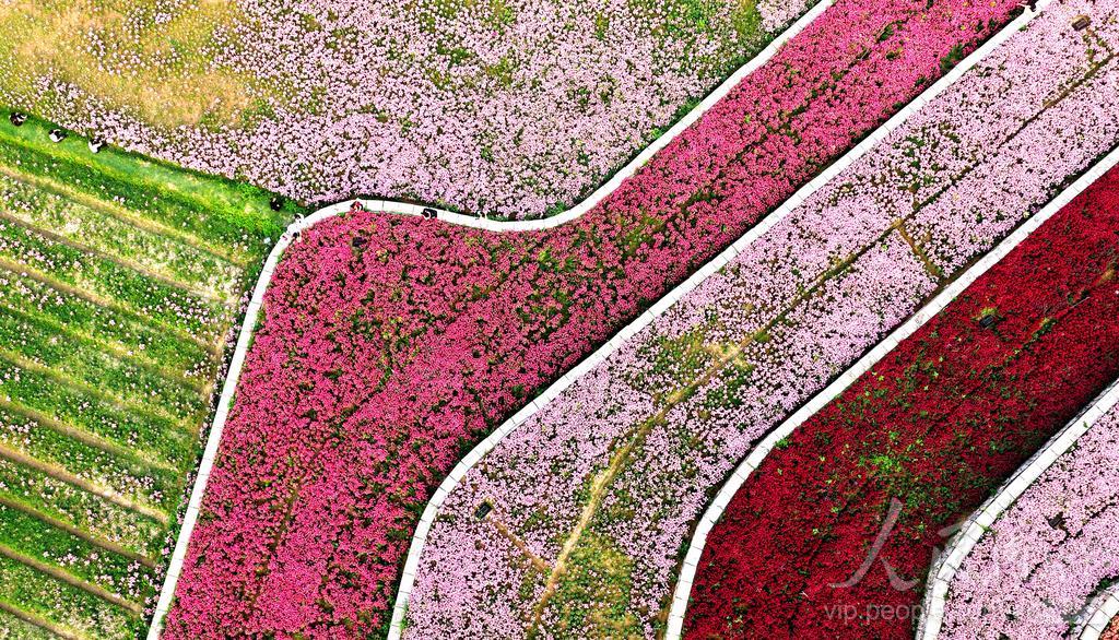 连日来，漳州高新区龙江岁月园区内，数百亩金鱼草迎来盛花期。