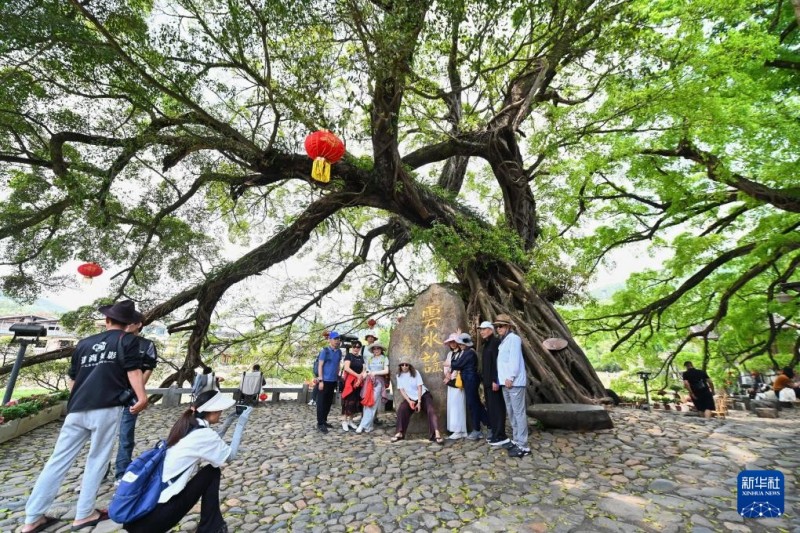 4月9日，游客在福建省漳州市南靖县梅林镇云水谣古镇的榕树下拍照。新华社记者 林善传 摄