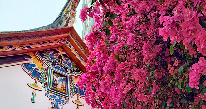 福建厦门：古厝繁花醉春光