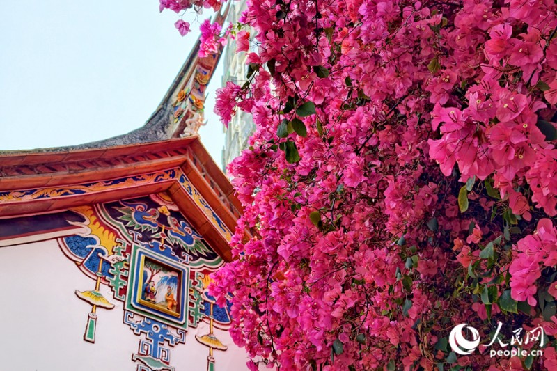 繁茂的三角梅从古厝院墙旁倾泻而下。人民网记者 陈博 摄