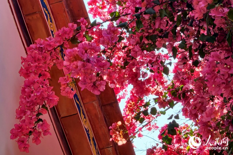 屋檐下的三角梅花枝招展，透着阳光格外娇艳。人民网记者 陈博 摄