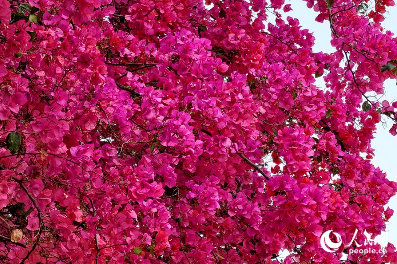 层层叠叠的三角梅随风摇曳生姿。人民网记者 陈博 摄