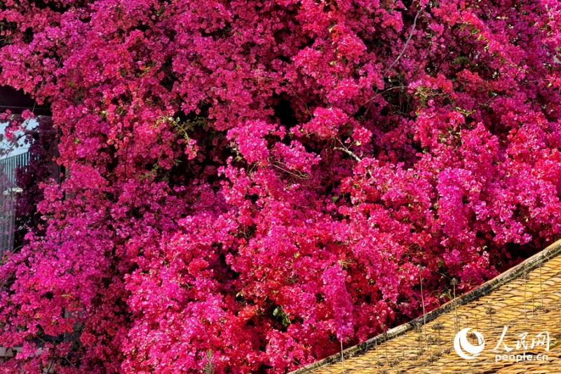 古厝屋顶被三角梅包裹。人民网记者 陈博 摄