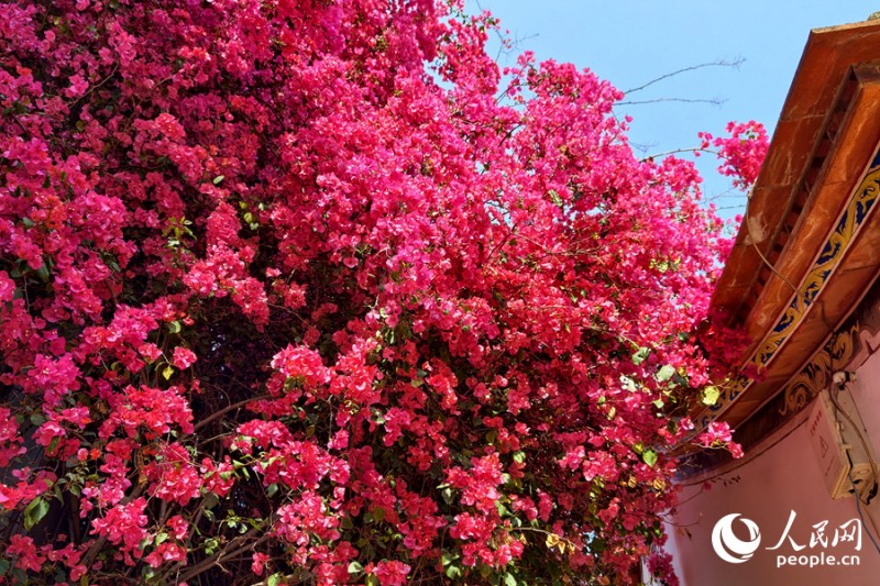 满架繁花一院香。人民网记者 陈博 摄