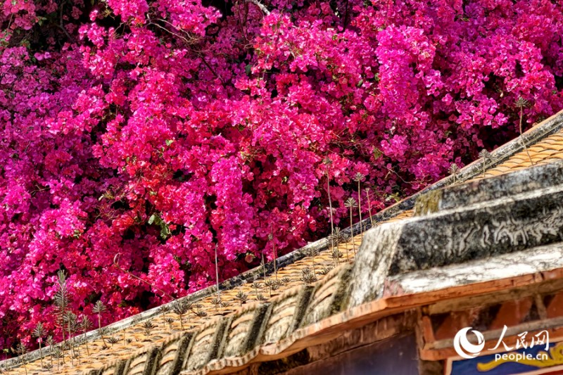 闽南传统建筑与繁花相互交融，美不胜收。人民网记者 陈博 摄