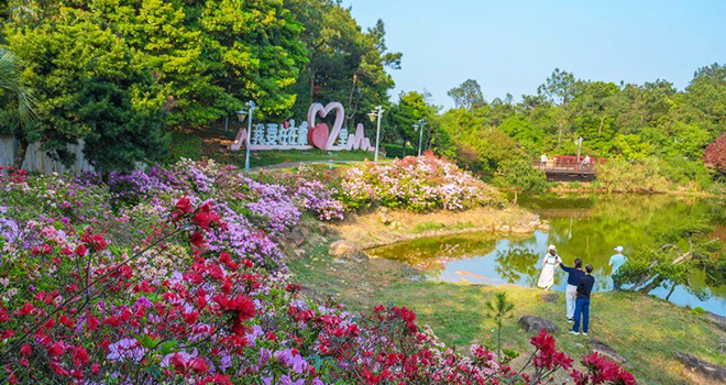 花期持续到五一！福州鼓岭杜鹃花开成海！
