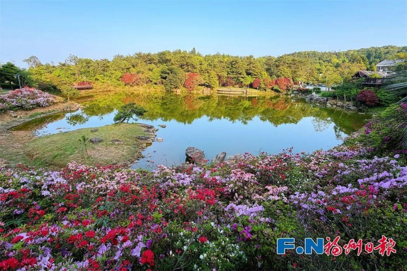 杜鹃花是鼓岭柱里景区的当家花旦，眼下，杜鹃谷进入最佳观赏期。