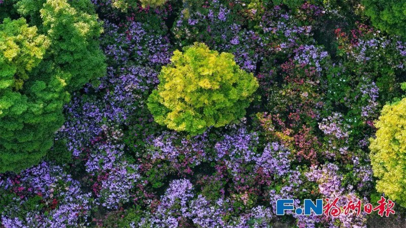 柱里景区内，红叶石楠进入盛花期，野生流苏花蓄势待发，不少民房前如瀑的紫藤，更添人间烟火气。