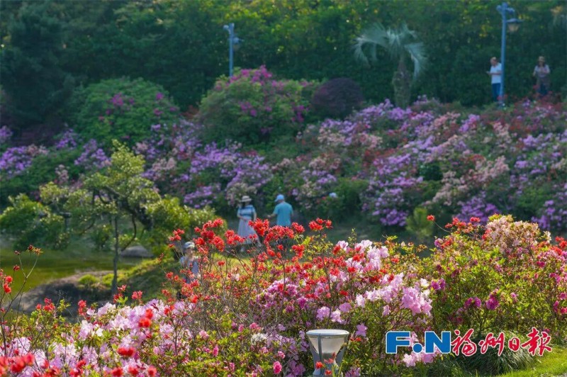 万株杜鹃迎风绽放、灵动鲜活，花期持续至“五一”假期，为市民游客送上春日限定浪漫。