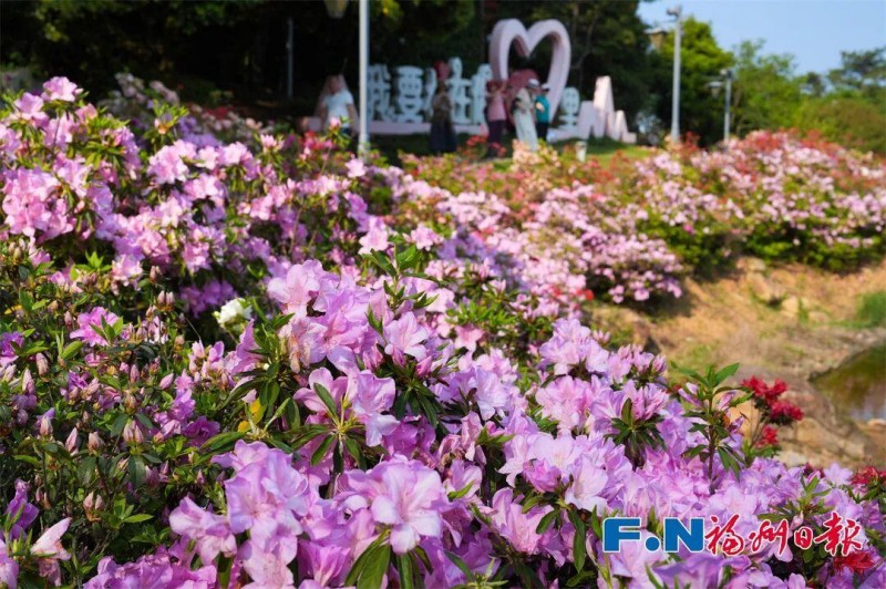 漫步环柱岗顶游步道两侧杜鹃绵延成廊，或热情似火、或洁白如雪、或粉嫩映霞。