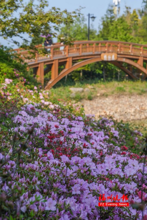 福州鼓岭柱里杜鹃谷内满山遍野的杜鹃花竞相绽放。