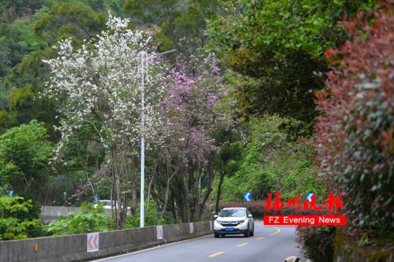 鼓岭盘山公路道路两侧羊蹄甲花竞相开放，宛如一条流动的花之长廊。