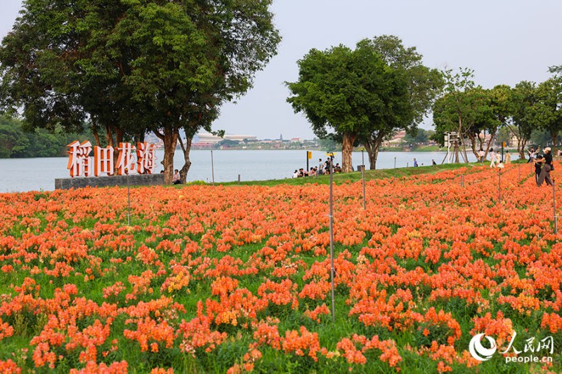 连片的橙色、粉色花田沿江铺开。人民网记者 焦艳 摄