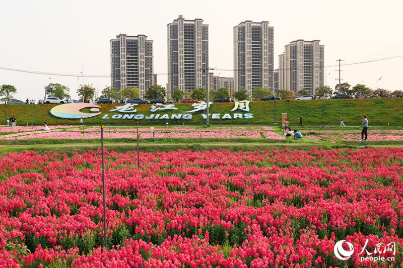 龙江岁月位于漳州九龙江畔，是城市更新与文旅融合的标志性项目。人民网记者 焦艳 摄