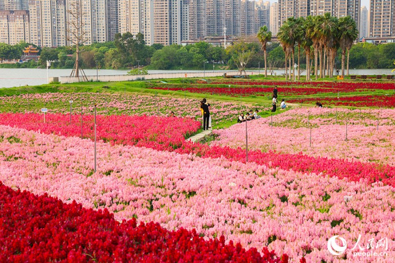 连片的橙色、粉色花田沿江铺开。人民网记者 焦艳 摄