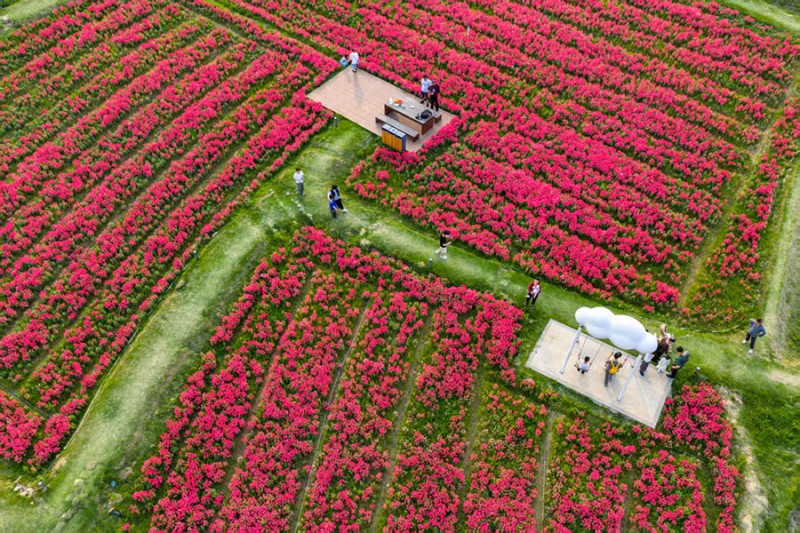 从空中俯瞰花海。陈成才 摄