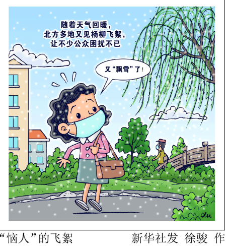 为什么不能把北方城市的杨柳树都砍了？真砍了会发生什么？