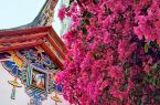 福建厦门：古厝繁花醉春光
