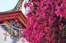 福建厦门：古厝繁花醉春光