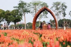 福建漳州：龙江岁月景区“花花世界”藏不住了！