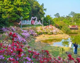 花期持续到五一！福州鼓岭杜鹃花开成海！