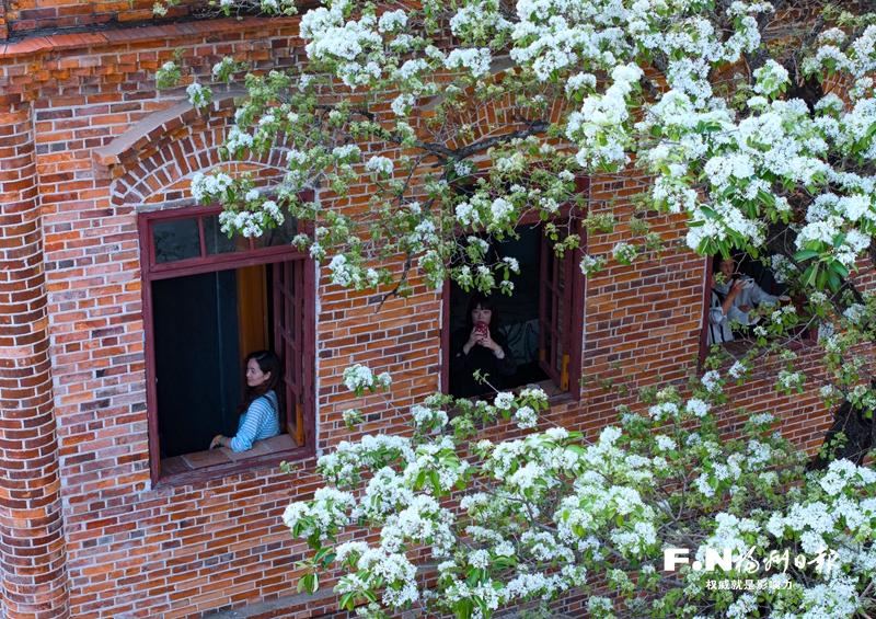 福州衣锦坊“流苏王”盛放 福州衣锦坊“流苏王”盛放