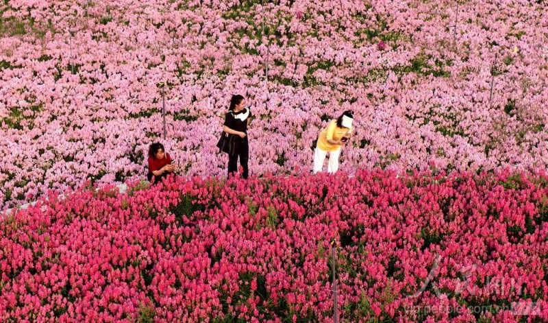 4月11日，游客在福建省漳州市高新区龙江岁月景区游玩。
