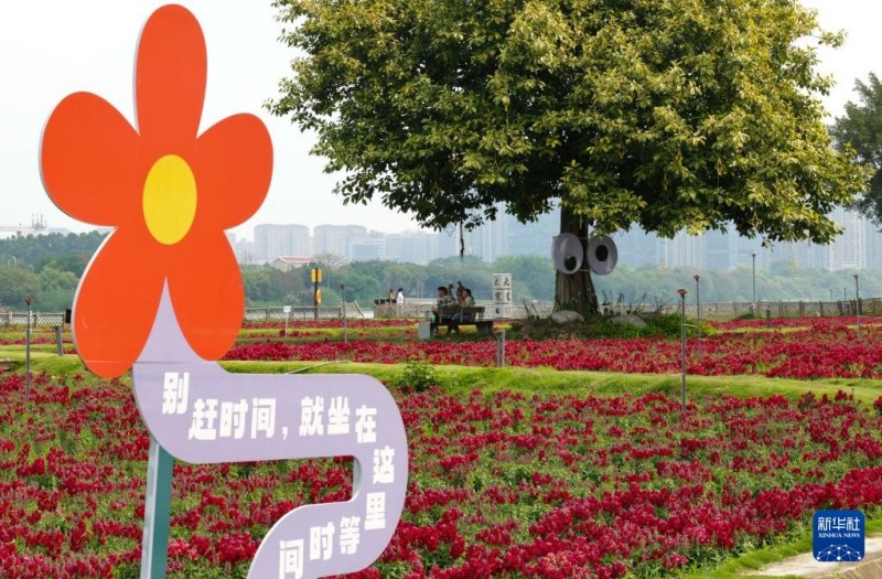 这是4月11日拍摄的福建漳州龙江岁月景区花海。新华社记者 邓华 摄