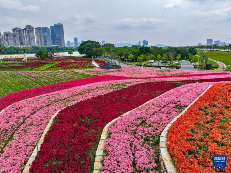 这是4月11日拍摄的福建漳州龙江岁月景区花海。新华社记者 姜克红 摄