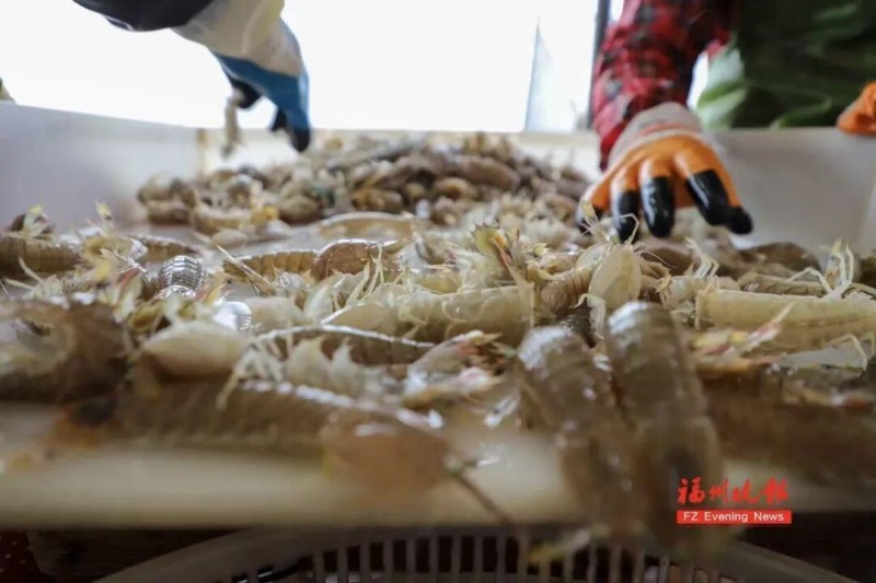 水里活蹦乱跳的皮皮虾正好捞几只来白灼。