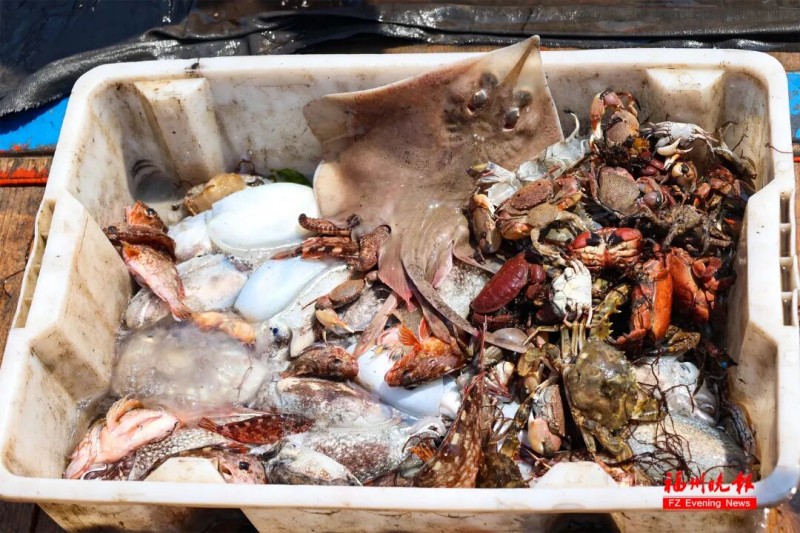 连江环马祖澳滨海旅游区的东洛岛推出“海鲜盲盒”。
